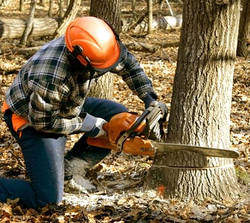 Tree Removal in Woodstock, GA